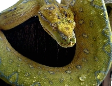 Nova Sorong-type yearling