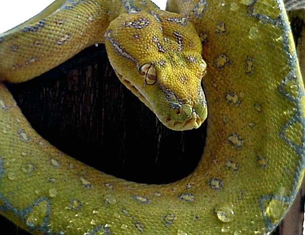 Nova Sorong-type yearling