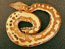 Sumatran baby