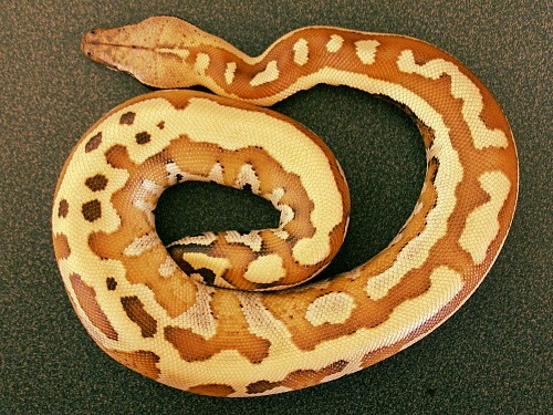 Sumatran baby