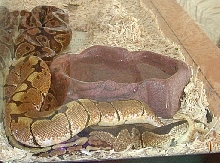 Lucky and Serena
