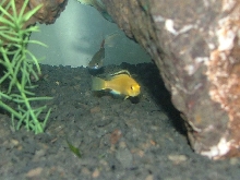 clyde
