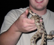 great basin gopher