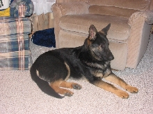 Thor