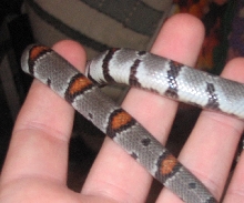 better pic