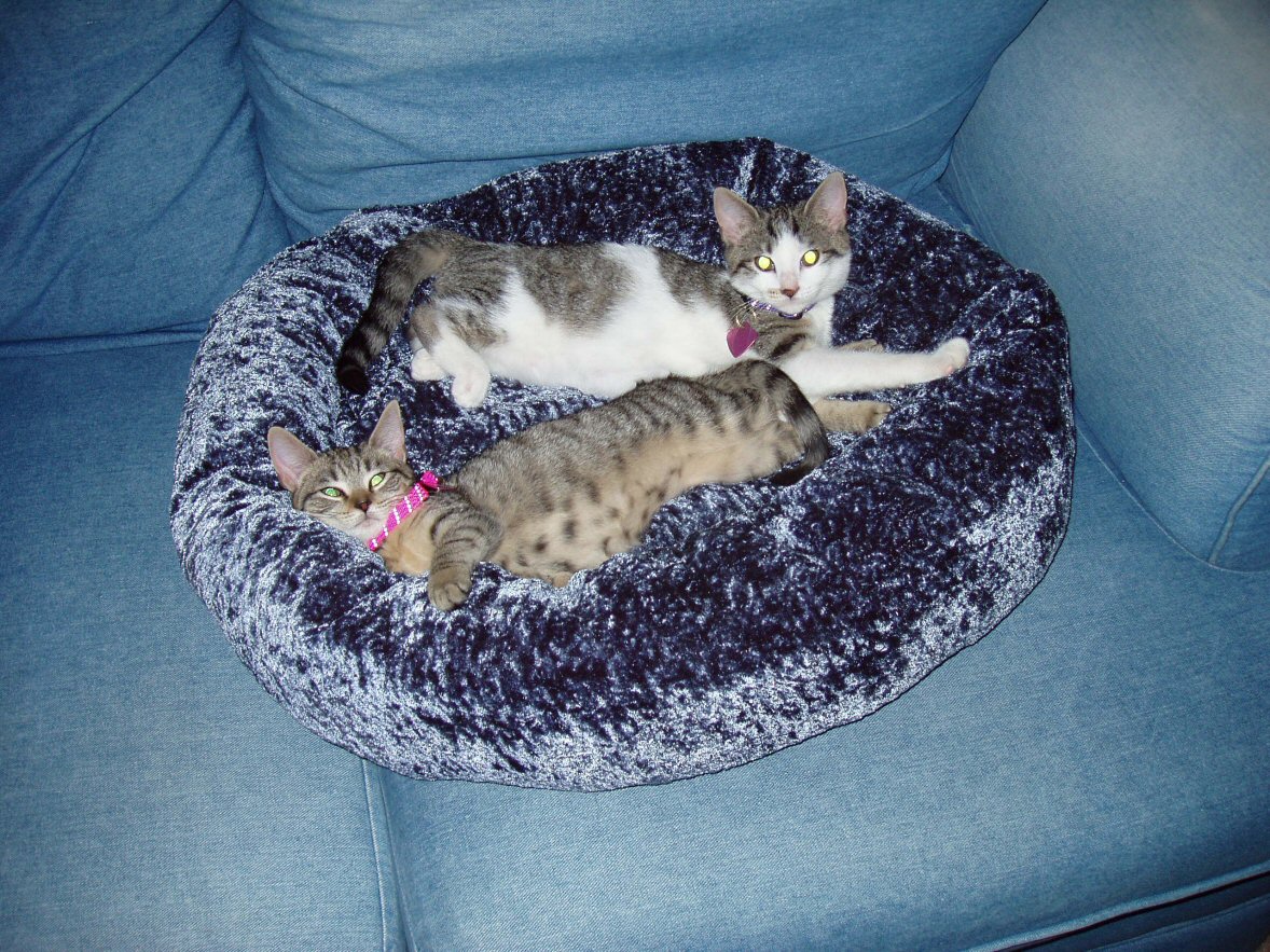 the new babies