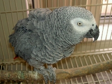Cosmo My African Grey