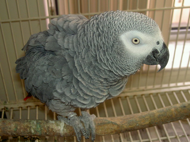 Cosmo My African Grey