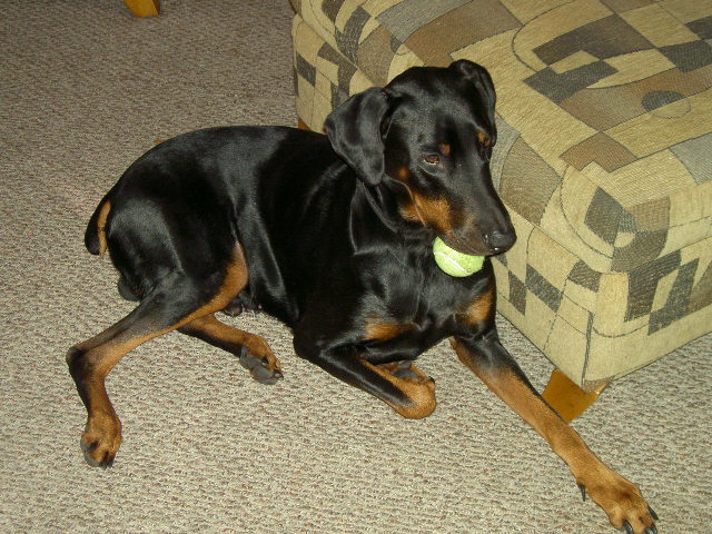 Tank's A Beast w/ A Ball