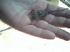 2 headed bearded dragon.... Born 2/21/05 @ 2 grams