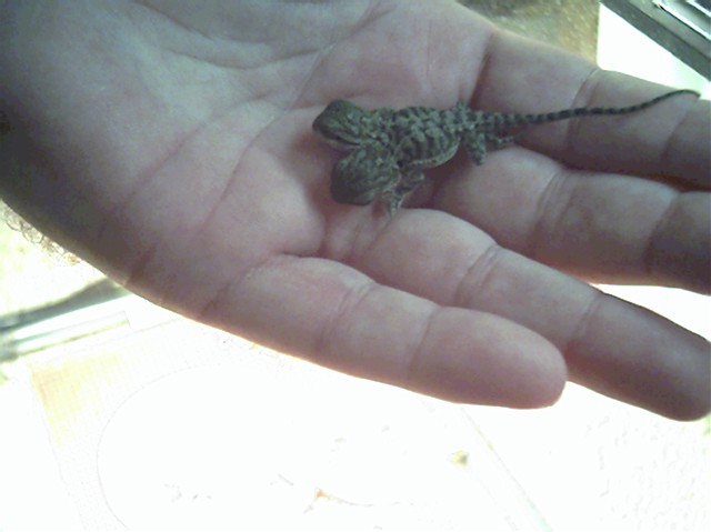 2 headed bearded dragon.... Born 2/21/05 @ 2 grams