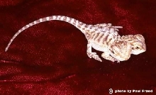 bearded dragon with two heads
