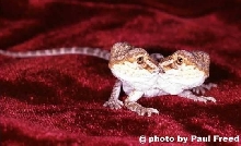 bearded dragon with two heads