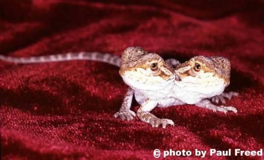 bearded dragon with two heads