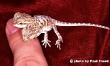 bearded dragon with two heads