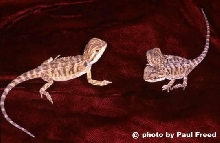 bearded dragon with two heads