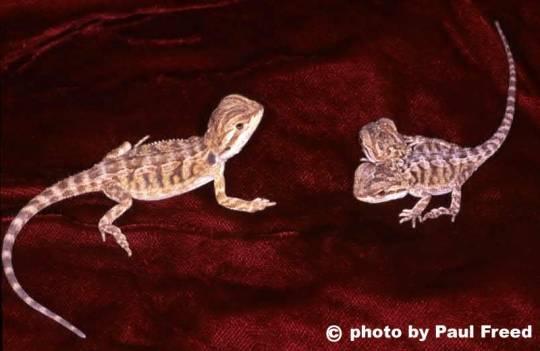 bearded dragon with two heads