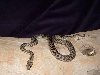 Children's Python female