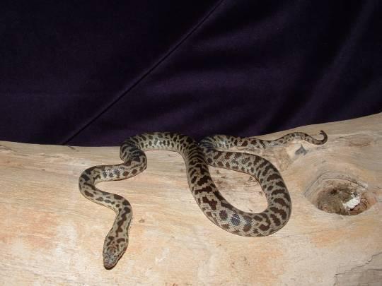 Children's Python female
