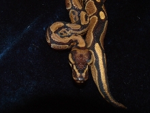 Ball Python