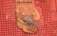 2 headed bearded dragon