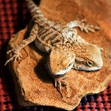 2 headed bearded dragon