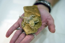 2 headed bearded dragon