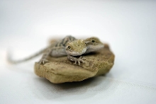 2 headed bearded dragon