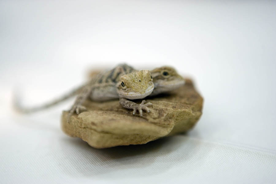 2 headed bearded dragon