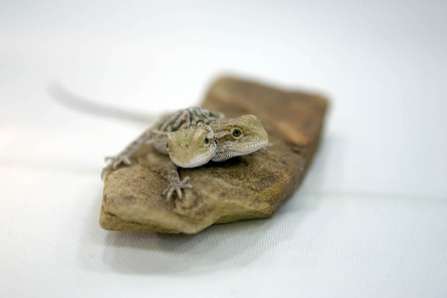 2 headed bearded dragon