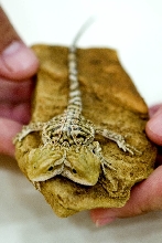 2 headed bearded dragon