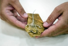 2 headed bearded dragon