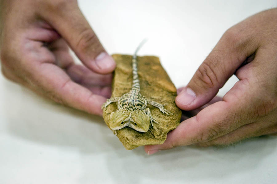 2 headed bearded dragon