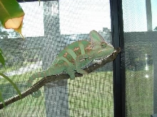 Male Veiled Chameleon