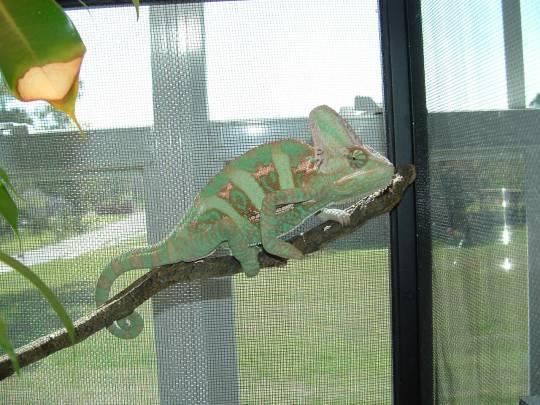 Male Veiled Chameleon