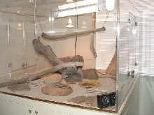 New frilled dragon cage