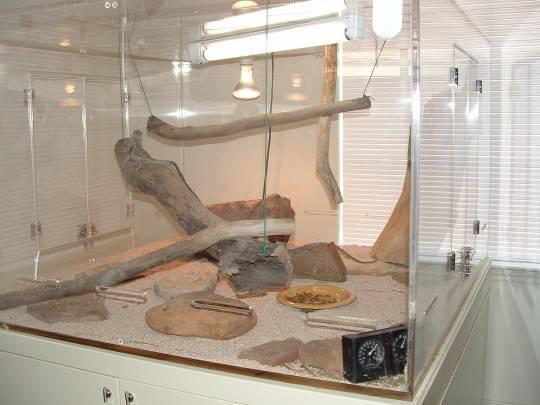 New frilled dragon cage