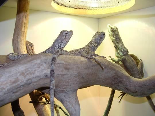 Frilled Dragons