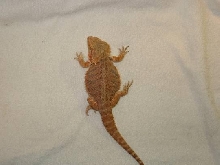 Red flame bearded dragon