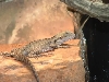Aussie water dragon
