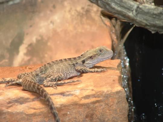Aussie water dragon