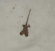 2 headed bearded dragon