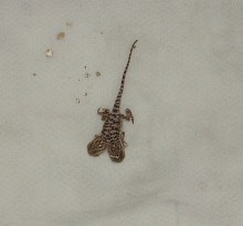 2 headed bearded dragon