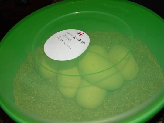 ball python eggs incubating