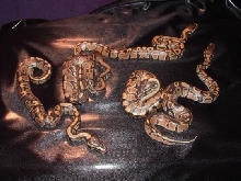 ball python hatchlings