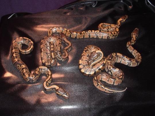 ball python hatchlings