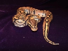 ball python peach colored