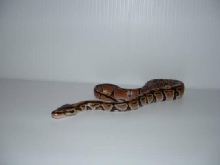 Ball python