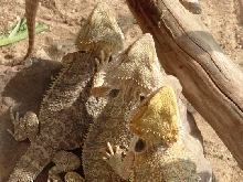 Bearded Dragons