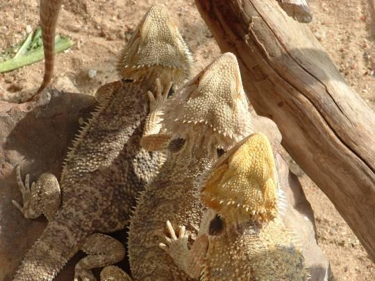 Bearded Dragons